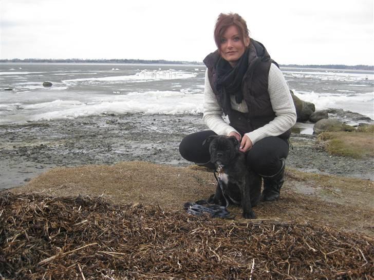Olde english bulldogge (Romenis) Christa billede 2