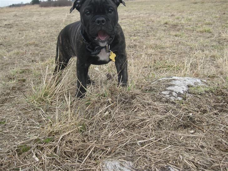 Olde english bulldogge (Romenis) Christa billede 3