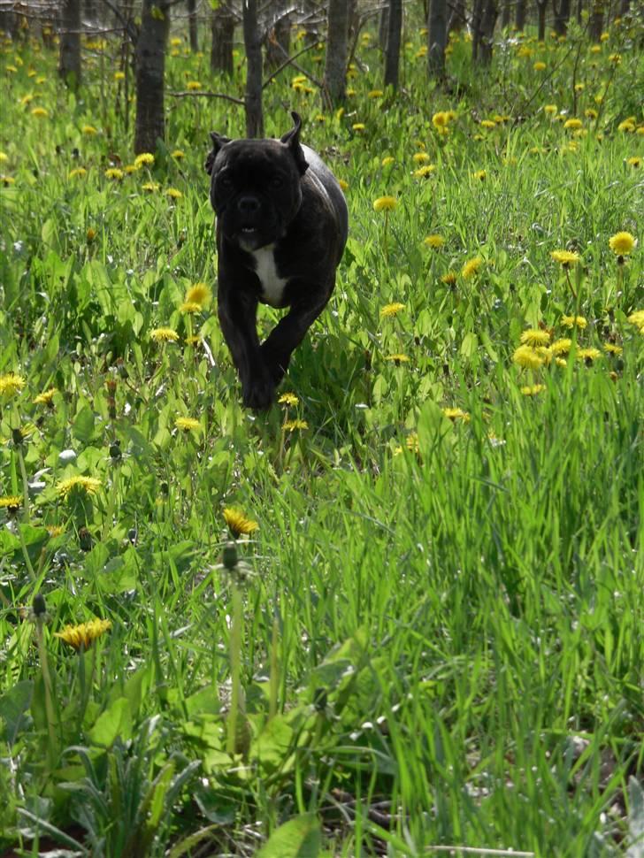 Olde english bulldogge (Romenis) Christa billede 4