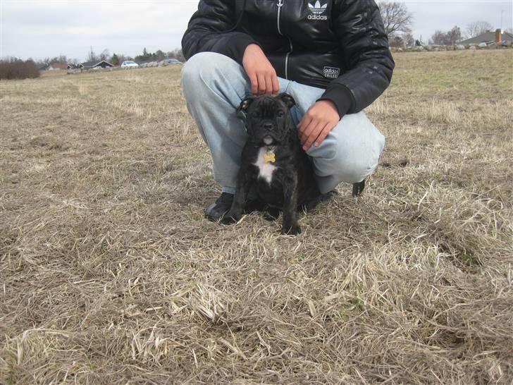 Olde english bulldogge (Romenis) Christa billede 5