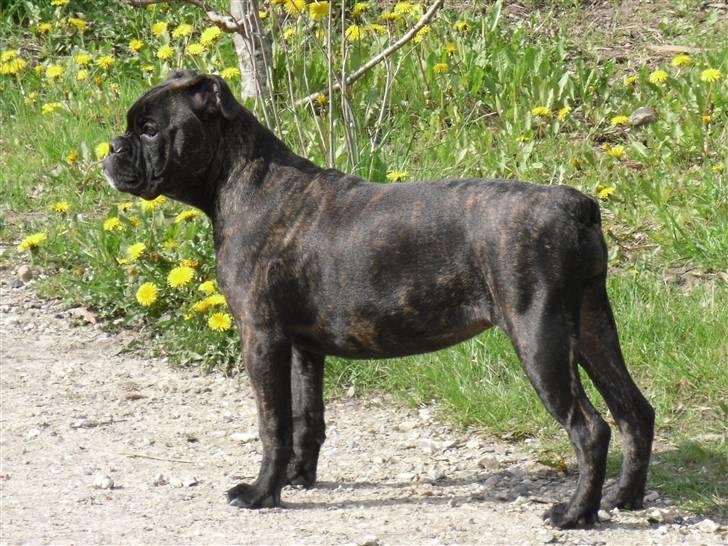 Olde english bulldogge (Romenis) Christa billede 6