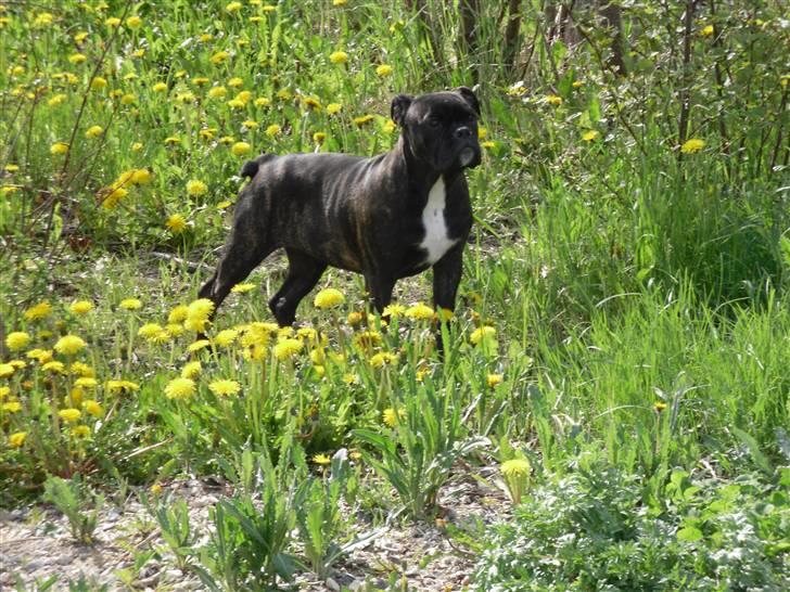 Olde english bulldogge (Romenis) Christa billede 7