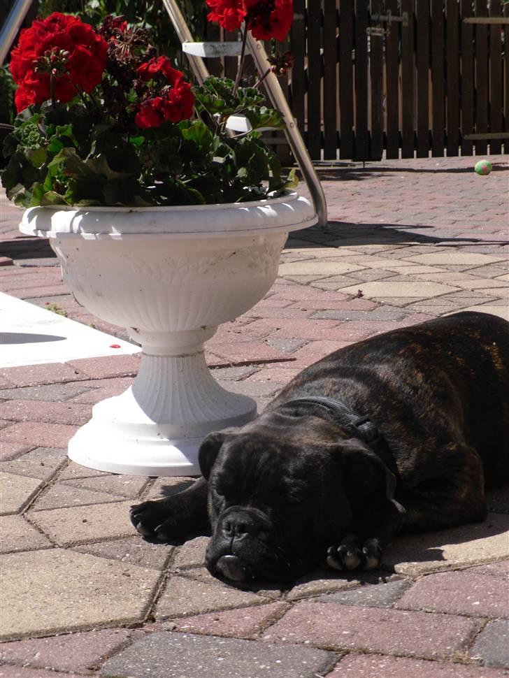 Olde english bulldogge (Romenis) Christa billede 8
