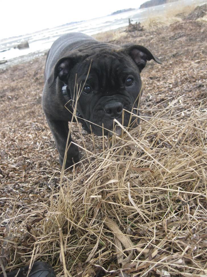 Olde english bulldogge (Romenis) Christa billede 9