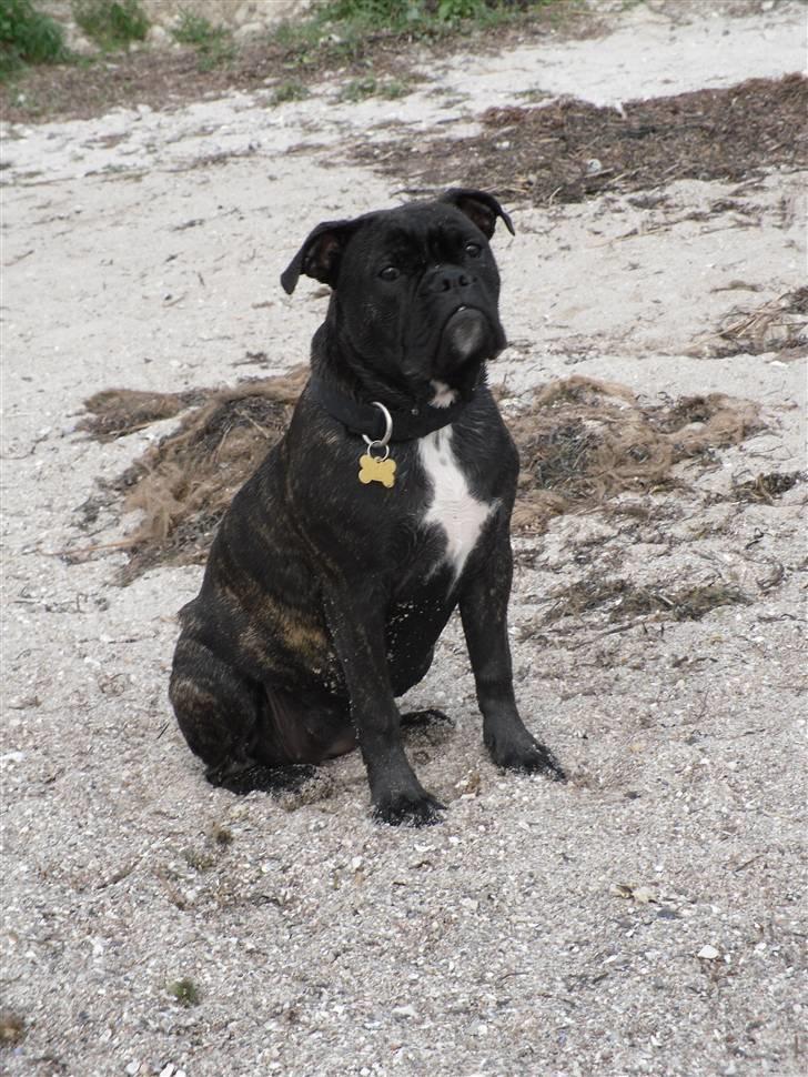 Olde english bulldogge (Romenis) Christa billede 10