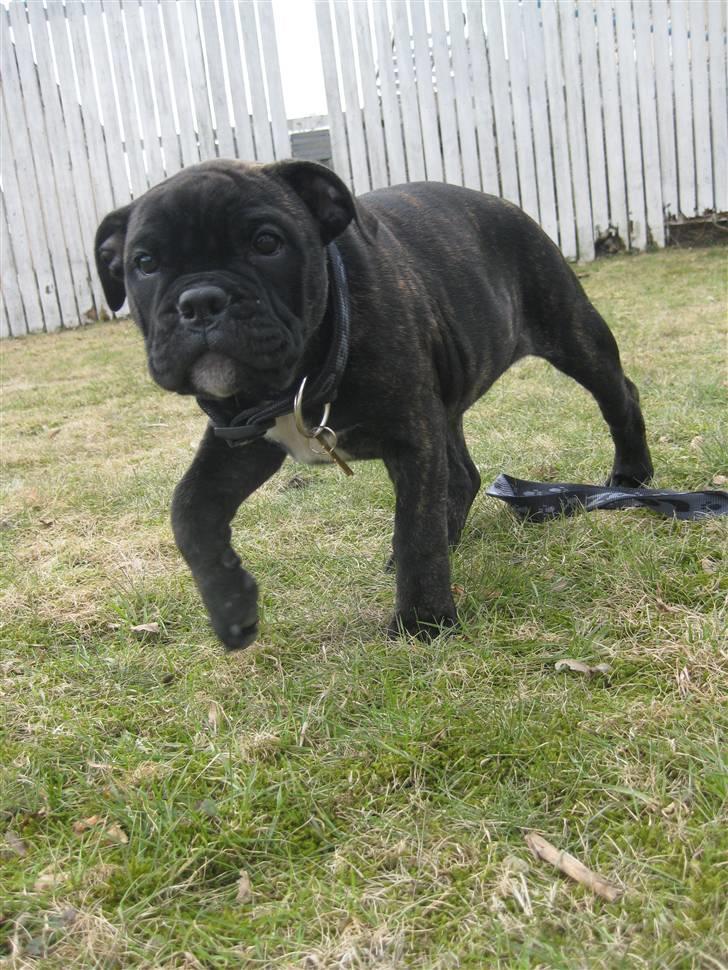 Olde english bulldogge (Romenis) Christa billede 12