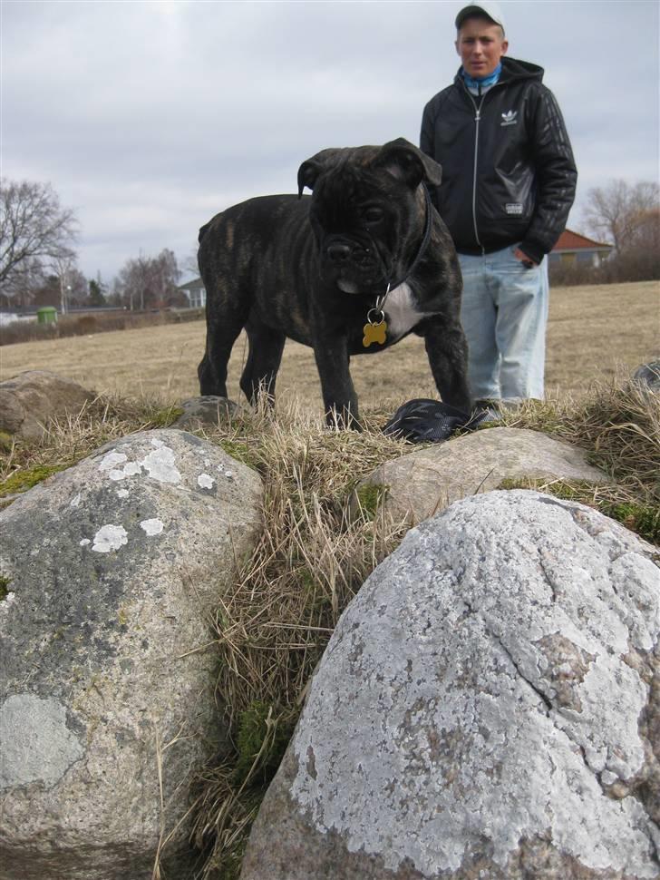 Olde english bulldogge (Romenis) Christa billede 13