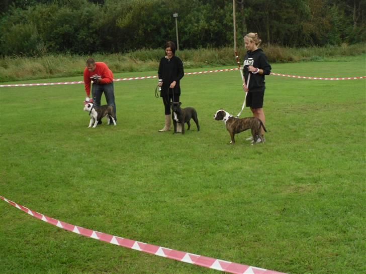 Olde english bulldogge (Romenis) Christa billede 14