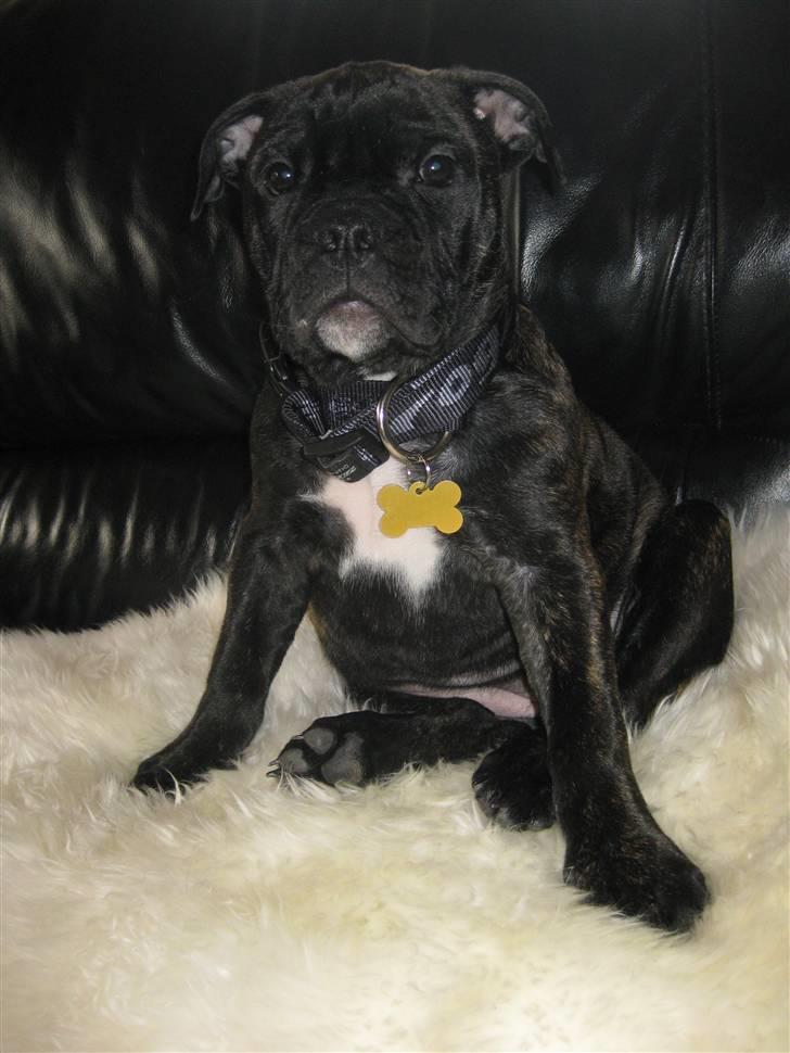 Olde english bulldogge (Romenis) Christa billede 15