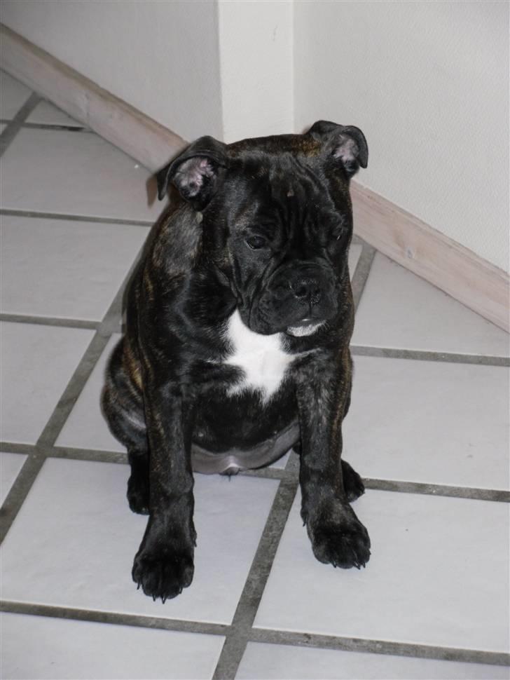 Olde english bulldogge (Romenis) Christa billede 16