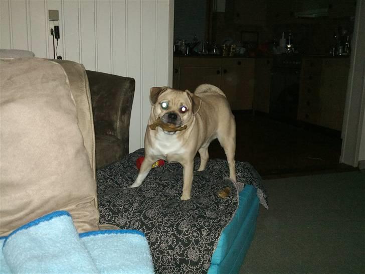 Blanding af racer charlie - laver ALDRIG ballade næ nej billede 1