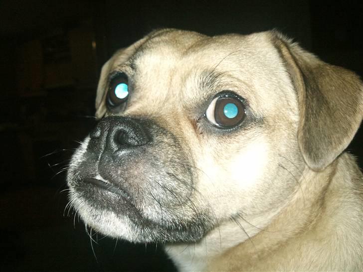 Blanding af racer charlie billede 2