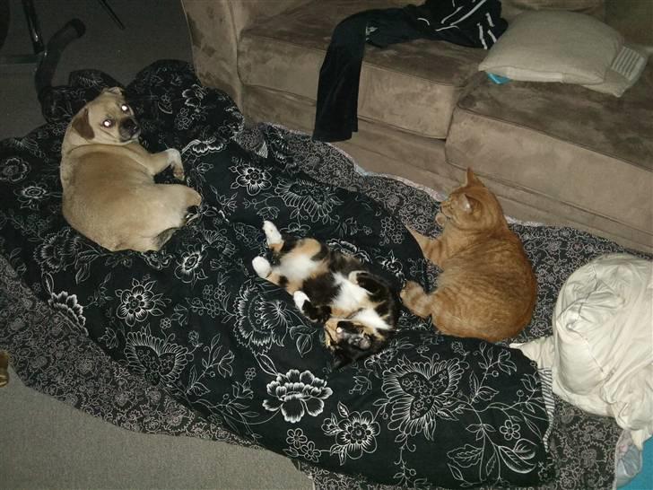 Blanding af racer charlie - hygge med kattene  billede 3