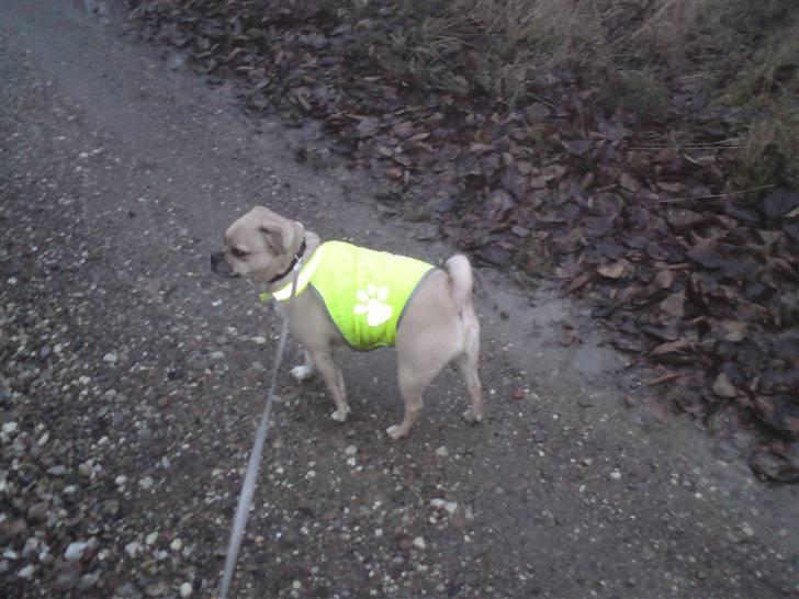 Blanding af racer charlie - tur i grusgraven efterår billede 4