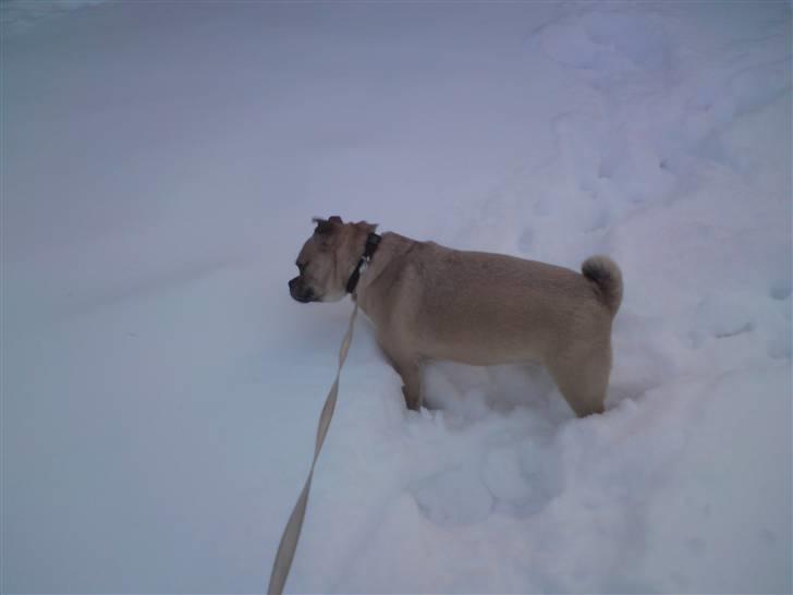 Blanding af racer charlie - tur i grusgraven vinter. billede 5