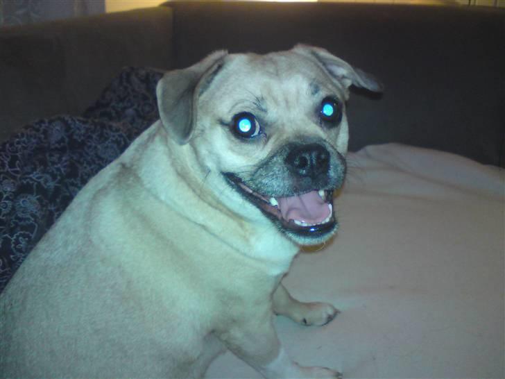 Blanding af racer charlie billede 6