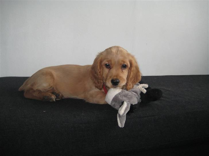 Blanding af racer Tulle - tulle med hendes farvoritlegetøj - tøjdyret æsel billede 20