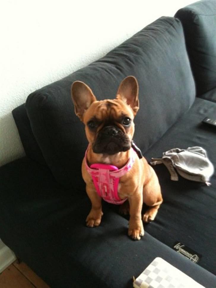 Fransk bulldog Diva billede 1