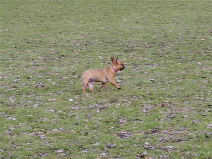 Fransk bulldog Diva billede 2