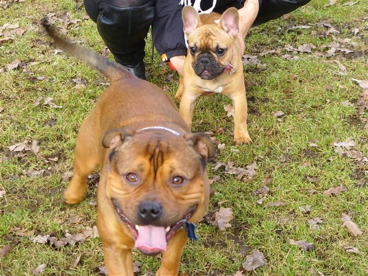 Fransk bulldog Diva billede 3