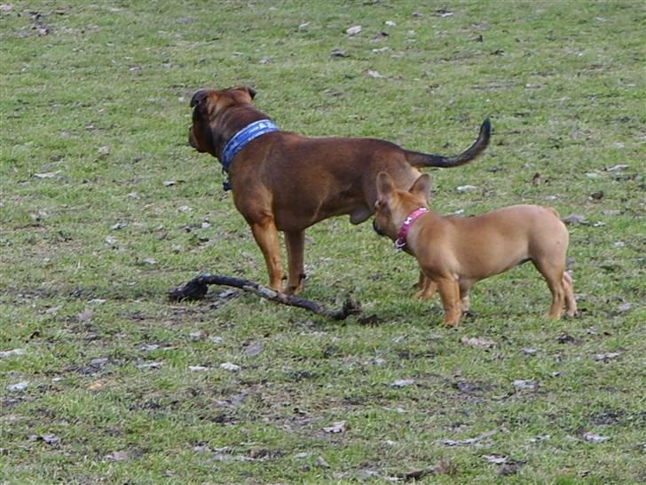 Fransk bulldog Diva billede 4