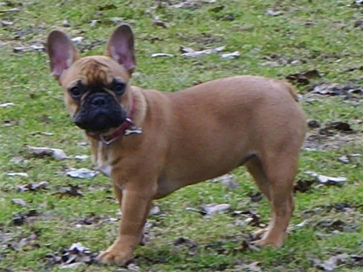 Fransk bulldog Diva billede 5