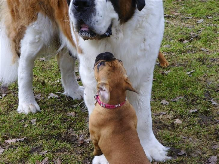 Fransk bulldog Diva billede 6