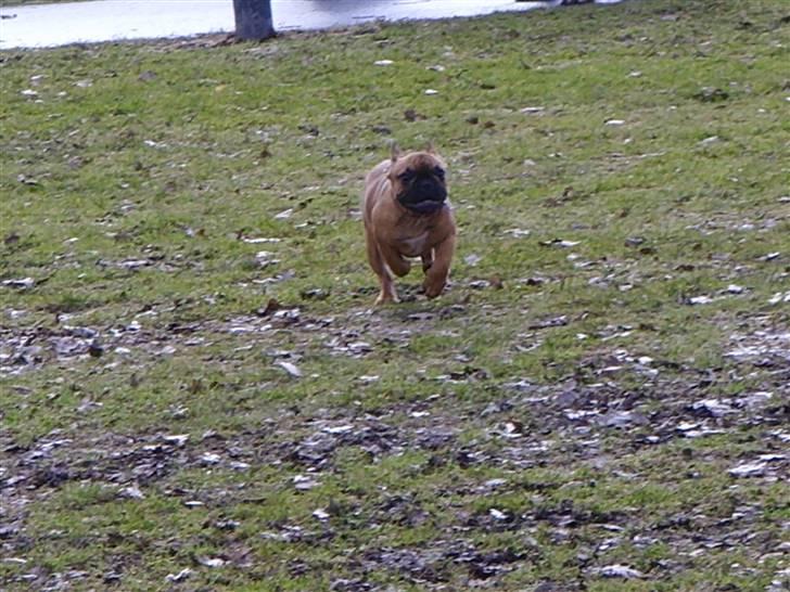 Fransk bulldog Diva billede 7