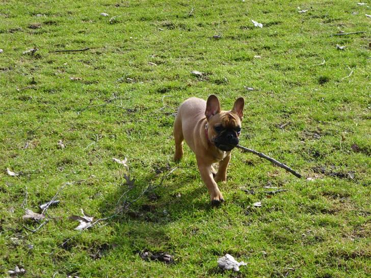 Fransk bulldog Diva billede 8