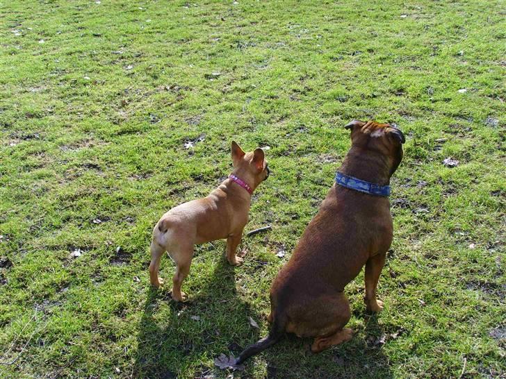 Fransk bulldog Diva billede 9