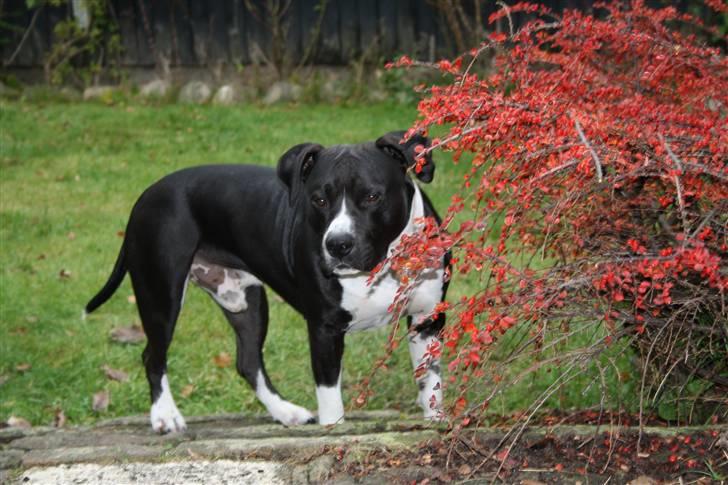 Amerikansk staffordshire terrier Tiger - efterår 2010 billede 6