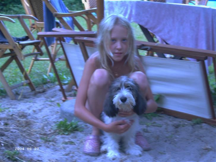 Petit basset griffon wendéen Uhlanias Carla - Vovse som helt lille hvalp d; billede 17