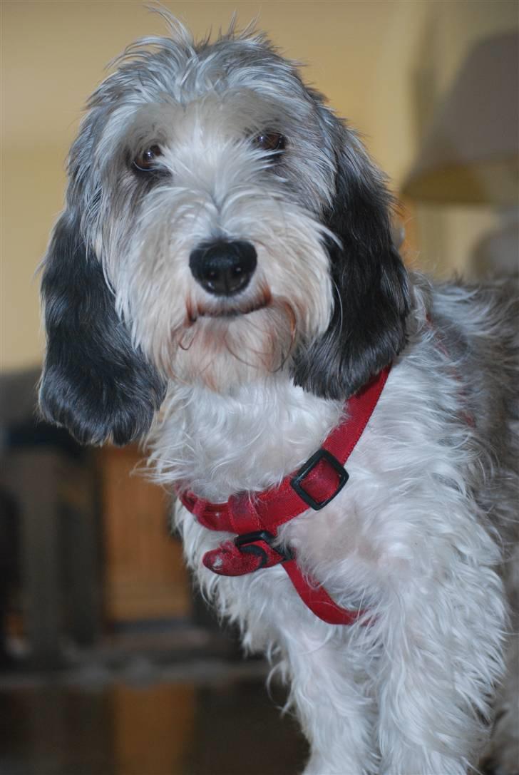 Petit basset griffon wendéen Uhlanias Carla - No one is like you babe<3 (4 år) billede 18