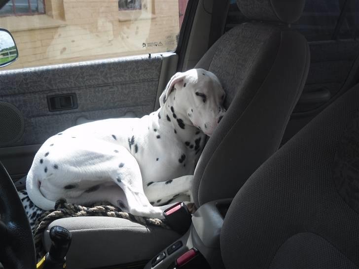 Dalmatiner Magnus - Magnus får sig lige en "morfar" i bilen.. billede 1