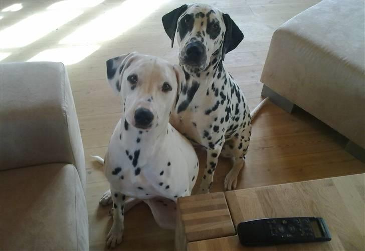 Dalmatiner Magnus - Magnus og storebror Sofus. (Magnus nederst). billede 2