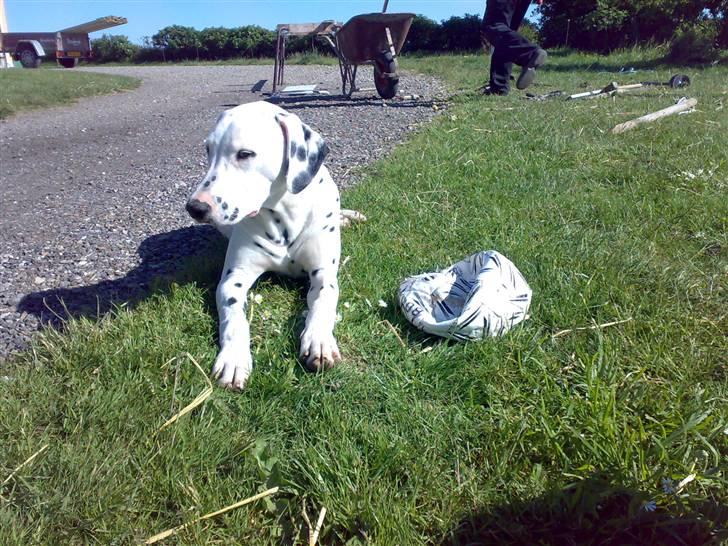 Dalmatiner Magnus - Magnus på græsset.. billede 3
