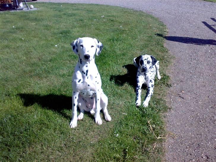 Dalmatiner Magnus - Sofus og Magnus. (Magnus til venstre). billede 4