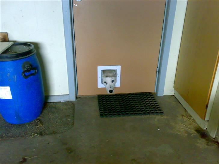 Dalmatiner Magnus - "Øhh, kommer i ikke snart ind?" billede 5