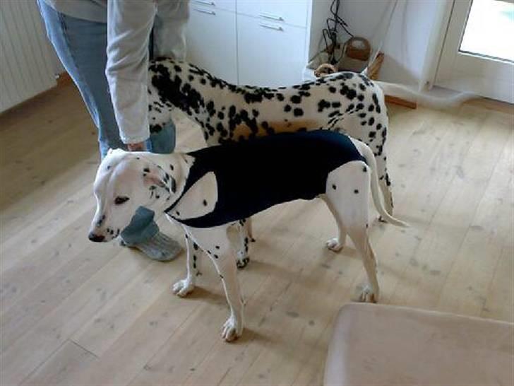 Dalmatiner Magnus - Magnus efter kasteration! Han ville ikke stoppe med at slikke i såret, så på med mor´s gamle badedragt! billede 6