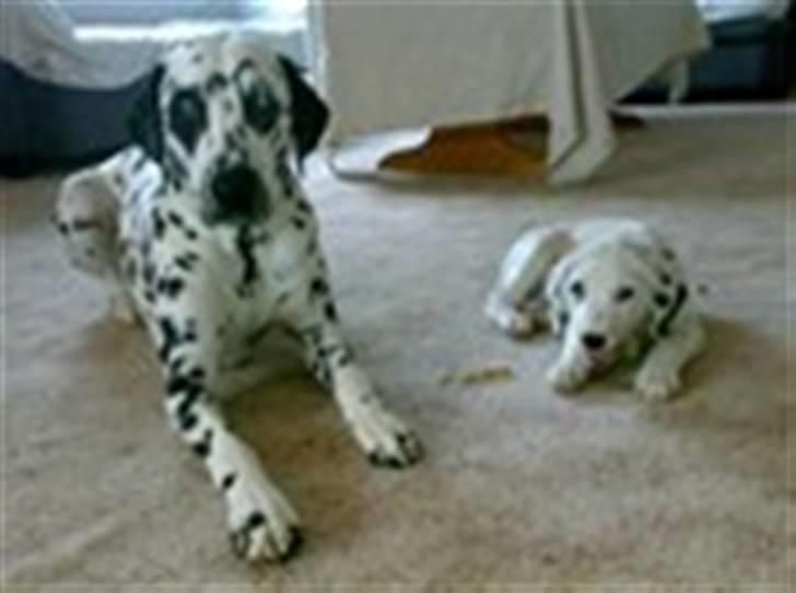 Dalmatiner Magnus - Magnus som baby! billede 7