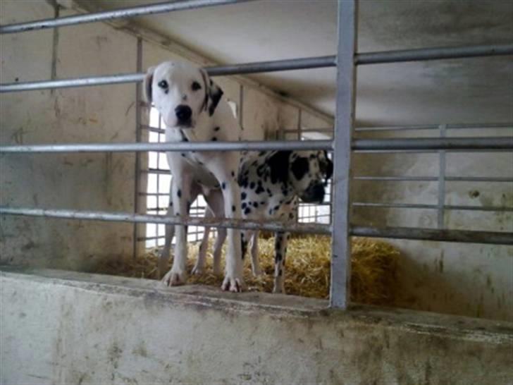 Dalmatiner Magnus - Der er bare skægt i stalden! billede 8