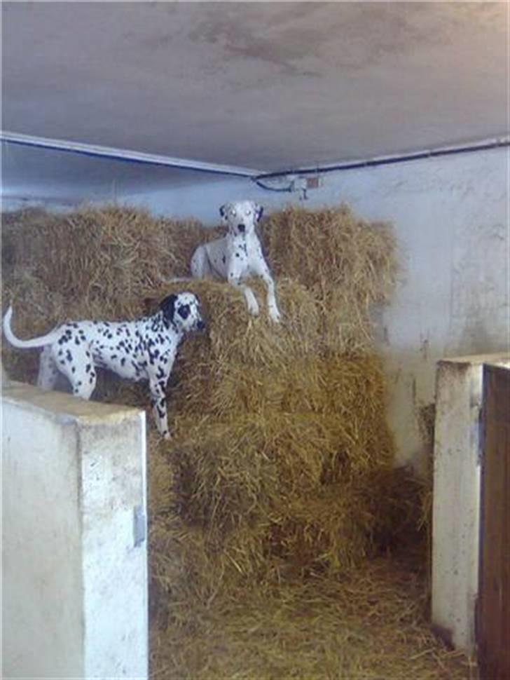 Dalmatiner Magnus - Elsker at holde udkig fra toppen af halmen. billede 9
