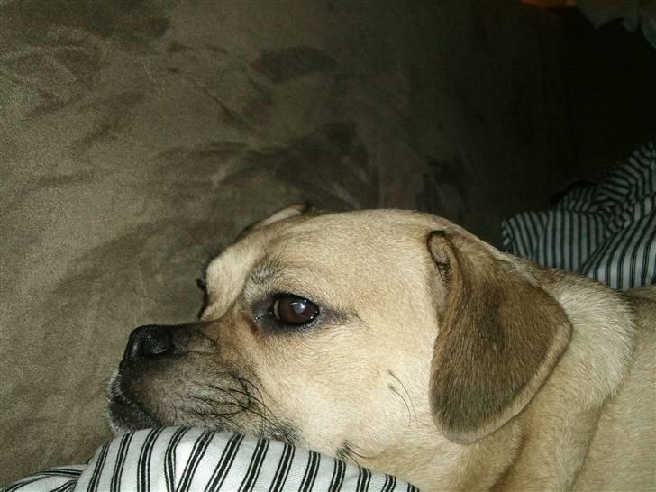 Blanding af racer charlie billede 7