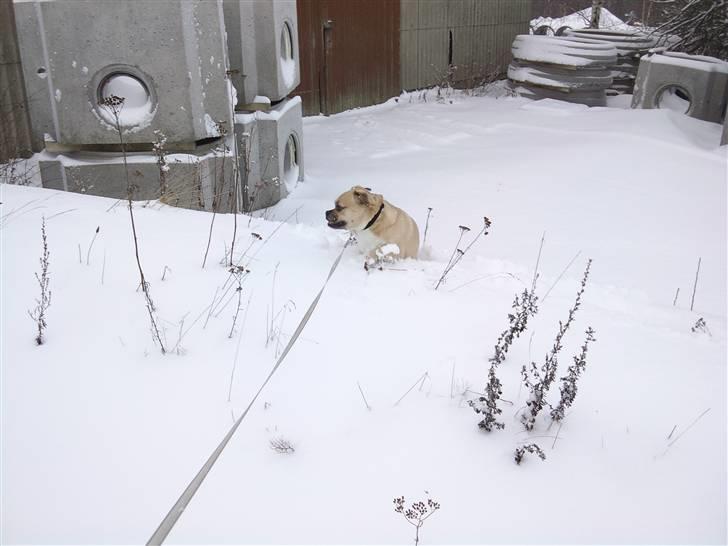 Blanding af racer charlie - elsker sne også selv om man ikke kan bunde billede 8
