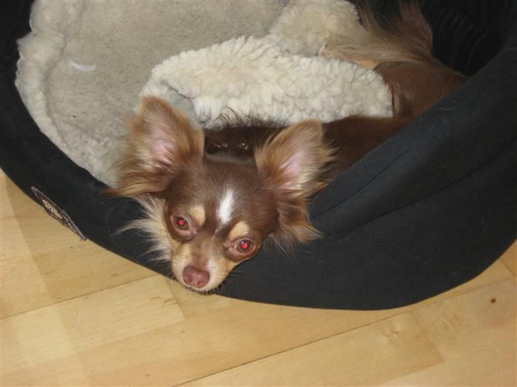 Chihuahua Felix <3 billede 1