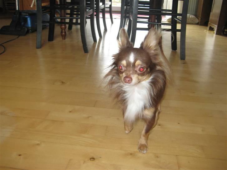 Chihuahua Felix <3 billede 2