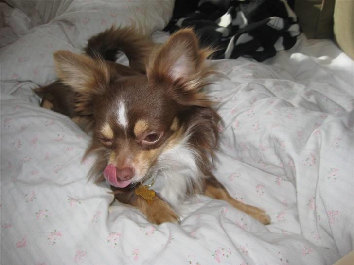 Chihuahua Felix <3 billede 3