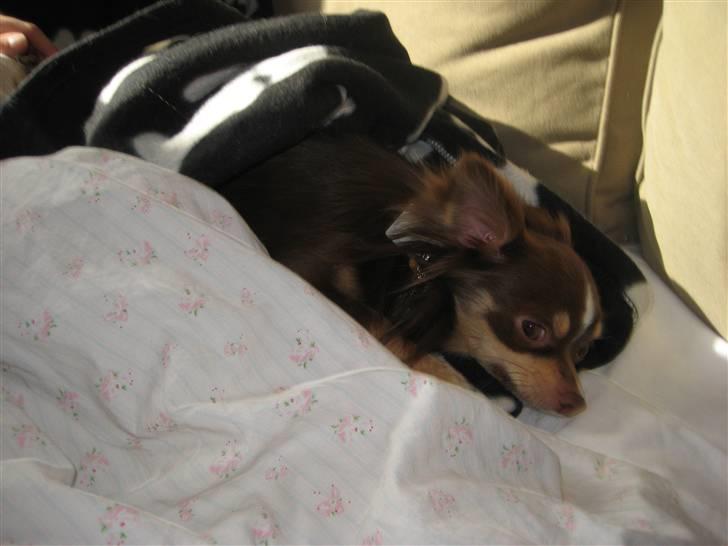 Chihuahua Felix <3 billede 4