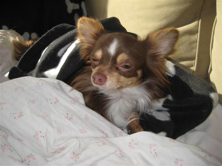 Chihuahua Felix <3 billede 5