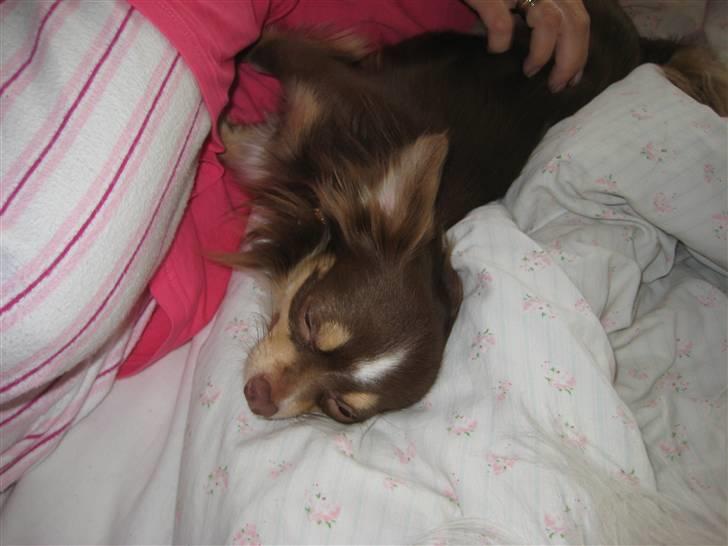 Chihuahua Felix <3 billede 6